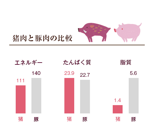 猪肉と豚肉の栄養比較